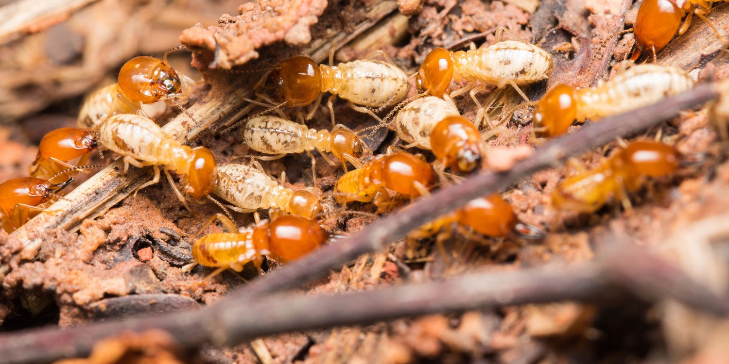 công ty diệt mối toàn diện Quảng Ngãi